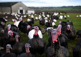 Check spelling or type a new query. Thanksgiving Turkeys May Have Been Tamed 1 500 Years Ago In Mexico The New York Times