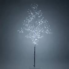 Fairylighted Trees Branches In 2020 Fairy Lights In Trees Lighted Tree Branches Tree Branches