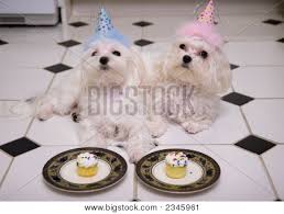 The puppy dogs have been done as a stamp like relief image engraved into the glass, and have been done in such a way to capture the cute and adorable nature that everyone loves in puppies. Two Maltese Puppies With Party Hats Celebrating A Birthday Poster Id 2345961