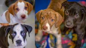 Posted november 23, 2016 by admin & filed under uncategorized. Pets Of The Week Two Litters Of Puppies Available At Pet Pal Animal Shelter