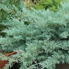 Image result for Juniperus