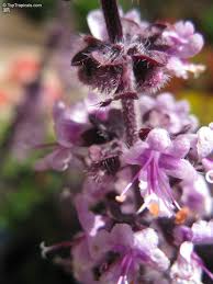 Image result for Ocimum angustifolium