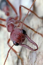 Red Bull Ant Myrmecia Brevinoda On The Side Of A Paperbark Tree Ants Alien Ant Farm Ant Farms