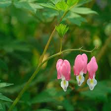 The fruit are tiny little creamed colored bublets attached to leaf stalks (b). Bleeding Heart Finegardening