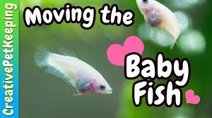 Moving The Baby Bettas Fish Fan Friday Vlog Baby Betta Fish Betta Fish Baby Fish