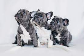 Get a boxer, husky, german shepherd, pug, and more on kijiji, canada's #1 local classifieds. 4 Fun Facts About French Bulldogs Greenfield Puppies