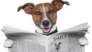 The city wants to make sure its shelters have room for the pets that gets scared during the fireworks, and run. Animal Welfare City Of Albuquerque