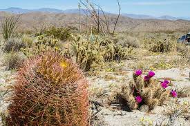 Animals in chaparral live in many different plants such as sagebrush and blue oak. Desert Cactus Succulents Desertusa