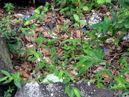 Image result for Commelina kotschyi