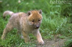 Image result for wolf cub