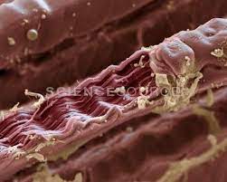 Striated Muscle Scanning Electron Microscopy Anatomy And Physiology Microscopic Photography