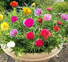 Image result for Portulaca