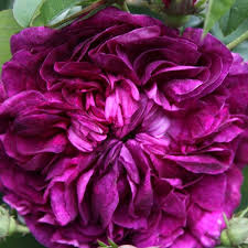 We did not find results for: Buy Rose Charles De Mills Gallica Rosa Charles De Mills 29 99 Delivery By Crocus