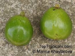 Image result for Gmelina