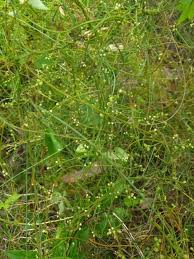 Image result for Cassytha filiformis