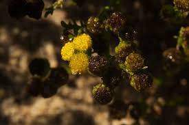 Image result for Grangea anthemoides