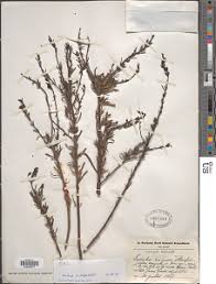 Image result for Sopubia mannii