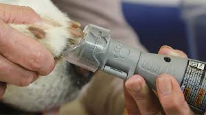 Grinding your puppy's nails, such as with the dremel, uses an abrasive surface (like sandpaper) to remove thin layers. How To Avoid Failures While Cutting Your Dog S Nails Dremel