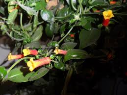 Image result for Manettia