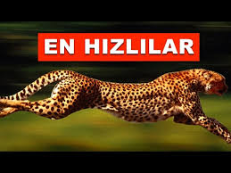 Dunyanin En Hizli Kosan 10 Hayvani Hangileridir