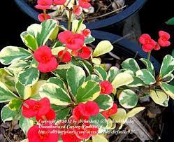 It may or may not be blooming at the time of your purchase. Variegated Crown Of Thorns Google Search Euphorbia Plant Euphorbia Crown Of Thorns Plant