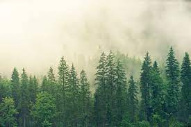 Thus, in order to spread awareness about the protection of nature, june 5 has been declared as world environment day. Wcmtxx0riaqykm