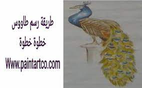 تعليم الرسم للاطفال المبتدئين رسم طاووس خطوة بخطوة artwork labels animals