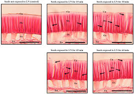 Image result for Teramnus