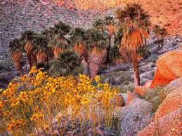 We work with local florists and flower shops. California Flowers Wildflower Background 1440x900 Top Free Download Pictures