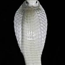 Gambar ular tedung selar raja ular perlis cedera diserang tedung selar kes berita harian ular tedung selar wikipedia bahasa melayu ensiklopedia bebas Ular Tedung Selar Albino Kamilikhwan123 Profile Pinterest