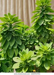 Image result for Euphorbia grantii