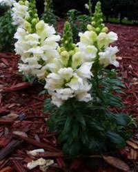 Image result for Antirrhinum majus