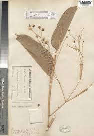 Image result for Marantochloa leucantha