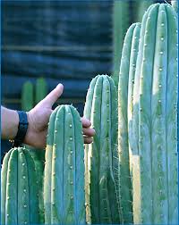 This question is not so easy to answer, since many factors play a role regarding dosage. San Pedro Cactus For Sale