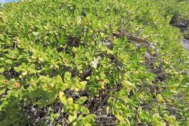 Image result for Pemphis