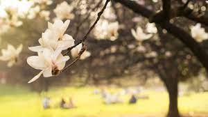 Check spelling or type a new query. Fast Growing Small Shade Trees Arbor Day Blog