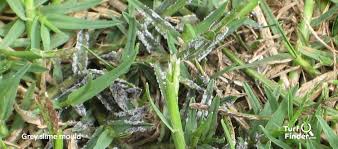 The fungus decomposes dead stems and thatch in a lawn. Turf Finder Disease Grey Slime Mould