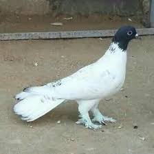 pin by blt blt on guvercin pidgeon pigeon pictures pigeon bird pigeon