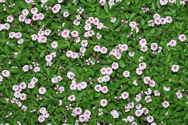 Image result for Phyla nodiflora