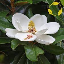 Southern Magnolia Magnolia Grandiflora 5 10 Seeds Ebay Magnolia Grandiflora Magnolia Flower Southern Magnolia Tree