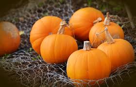 I did not have any on hand, however, so i did not personally do that this time. How To Make Your Pumpkins Last Longer Bengert Greenhouses