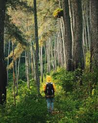 Discover more posts about forest wallpaper. 60 000 Best Green Forest Photos 100 Free Download Pexels Stock Photos