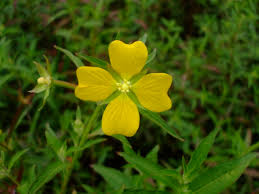 Image result for Ludwigia octovalvis