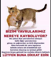 Nilgun Aaydogan Adli Kullanicinin Empatisev Panosundaki Pin Hayvanlar Evcil Hayvanlar Kedi
