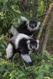 Black And White Ruffed Lemur Lemur Black And White Primates