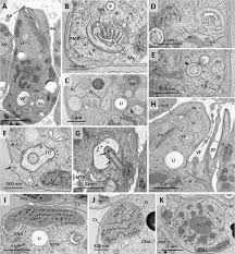 Image result for Isonema