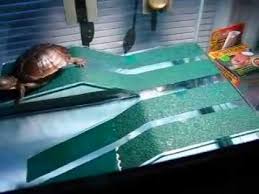The reptology floating turtle pier doubles as a basking platform, and floats slightly above the waterline inside your tank. 10 Best Turtle Basking Platform Docks Ramps Basking Areas