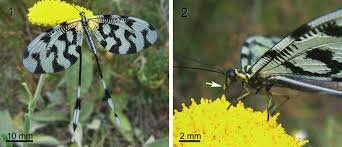 Image result for Nicolasia stenoptera