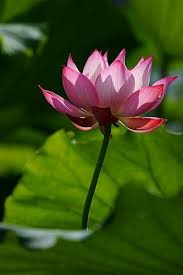 Lotus Most Beautiful Flowers Love Flowers Pretty Flowers