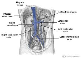 Male abdominal pain and discomfort can. Vasculature Of The Abdomen Teachmeanatomy